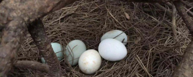 夢見撿雞蛋是什麼意思 夢見撿雞蛋的預兆