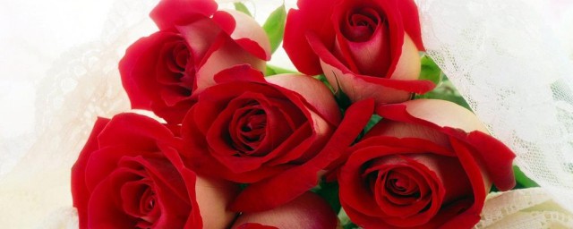 7朵玫瑰花代表什麼意思 其他的朵數代表什麼意思