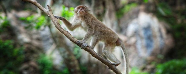 猴子尾巴的作用是什麼 猴子尾巴的作用簡述