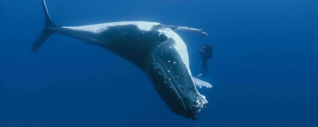 世界上最孤獨的鯨魚 什麼時候被發現的