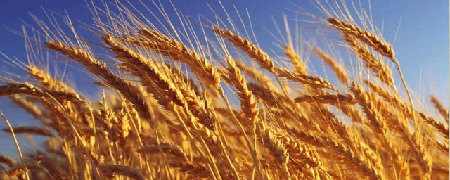 小麥的功效與作用 小麥的功效作用介紹