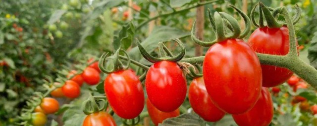小番茄的功效與作用 小番茄的功效與作用有哪些