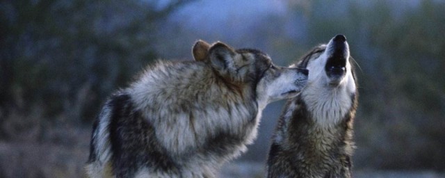 關於狼的文章 關於狼有哪些文章