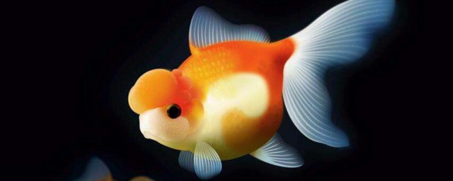 夢見金魚什麼意思 夢見金魚是吉兆嗎