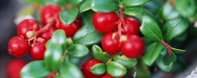 蔓越莓是什麼 關於蔓越莓的簡介