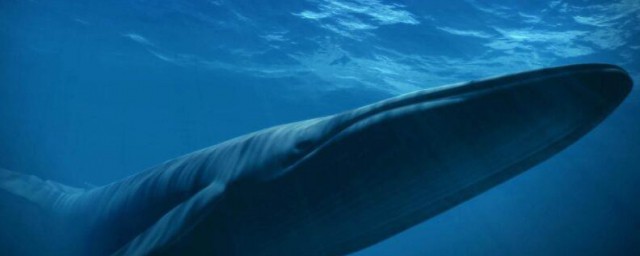 藍鯨的資料 藍鯨介紹