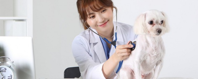 寵物醫生資格證怎麼考 寵物醫師是什麼意思