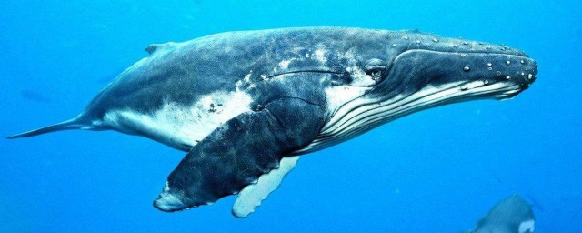 藍鯨吃什麼 藍鯨的食物