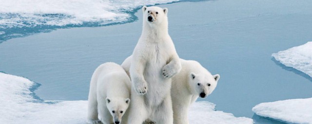 北極熊的資料 北極熊介紹