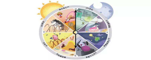 生物鐘是什麼意思 生物鐘的含義