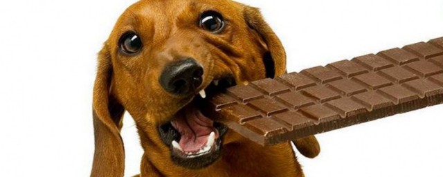 狗吃巧克力會怎麼樣 狗狗吃瞭巧克力後會怎樣