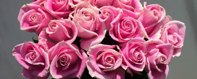 13朵玫瑰代表什麼意思 玫瑰花的花語是什麼