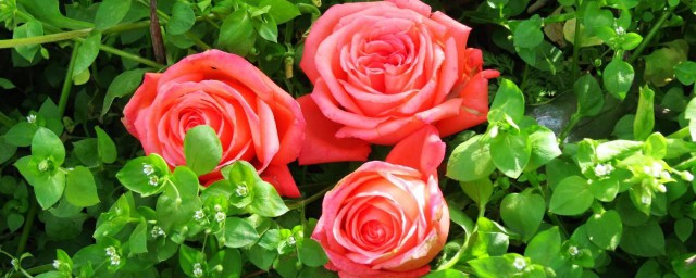 3朵玫瑰代表什麼意思 玫瑰花介紹