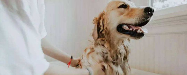 在傢怎麼給小狗洗幹凈 如何在傢給狗狗正確洗澡