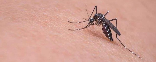 怎麼最吸引蚊子 吸引蚊子的方法
