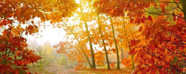 關於描寫秋天的詩 秋天的詩歡迎閱讀吧
