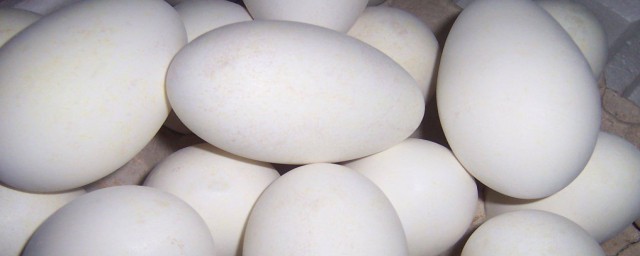 鵝蛋的營養 鵝蛋的營養簡述