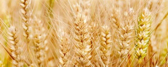 小麥收瞭怎麼保存 儲存小麥的方法