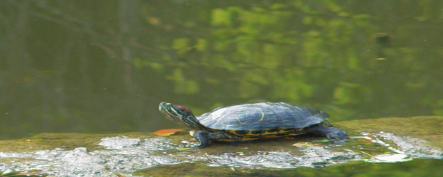 長壽龜要怎麼養 長壽龜的飼養方法