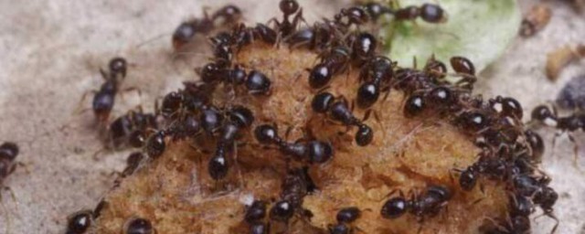 螞蟻太多怎麼消滅 螞蟻太多的消滅方法