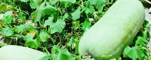 完整的冬瓜怎麼保存 吃冬瓜會胖嗎