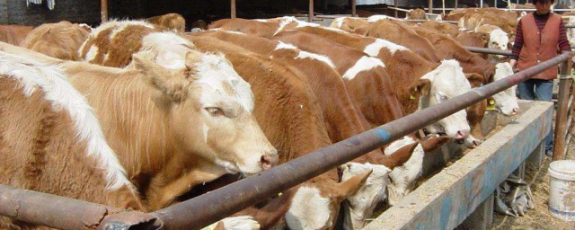 肉牛養殖利潤分析 需要怎麼進行分析