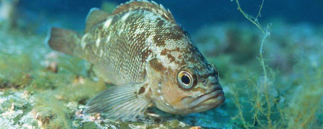 石斑魚養殖方法 石斑魚養殖方法介紹
