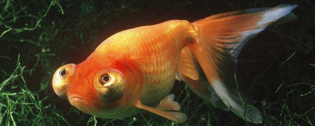 十大最好養的金魚 十大最好養的金魚介紹
