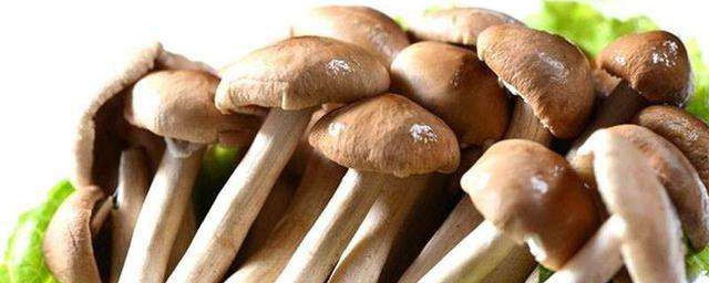 茶樹菇的功效與作用 茶樹菇的功效與作用介紹