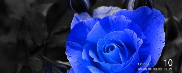 藍玫瑰的花語 藍玫瑰代表什麼寓意