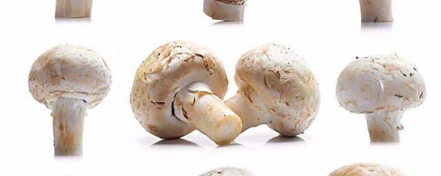 蘑菇的種類 分別有什麼特點