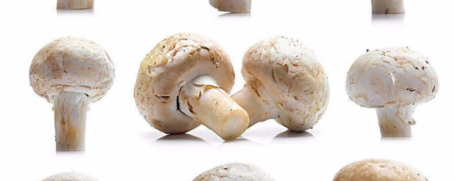 香菇熱量 吃香菇可以減肥嗎
