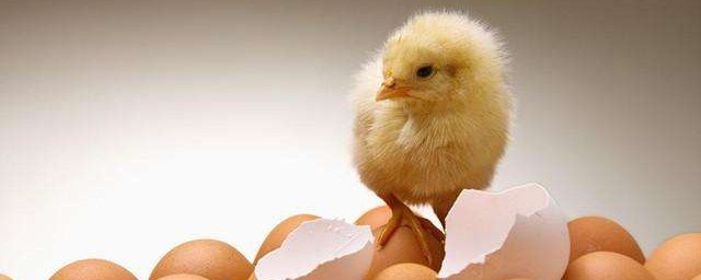 先有雞還是先有蛋 先有雞還是先有蛋介紹