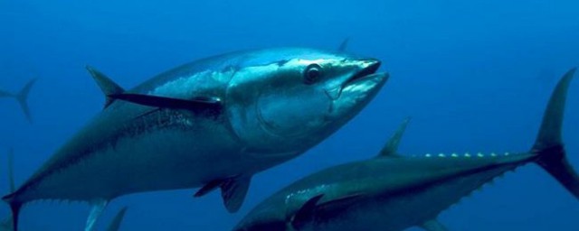 黃鰭金槍魚營養價值及功效 黃鰭金槍魚對人體的好處