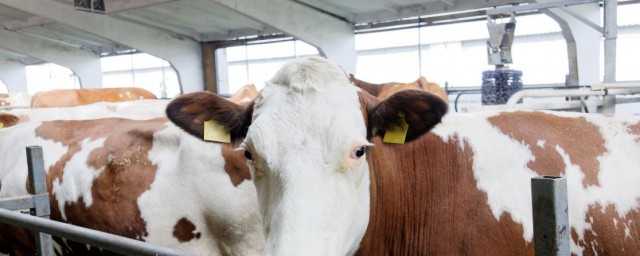 肉牛飼養技術 簡介肉牛飼養技術