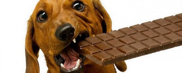 狗吃瞭巧克力怎麼補救 巧克力中毒狗會死嗎