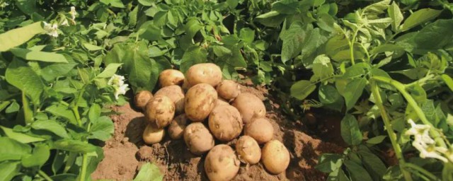 土豆種植技術 這個方法最簡單