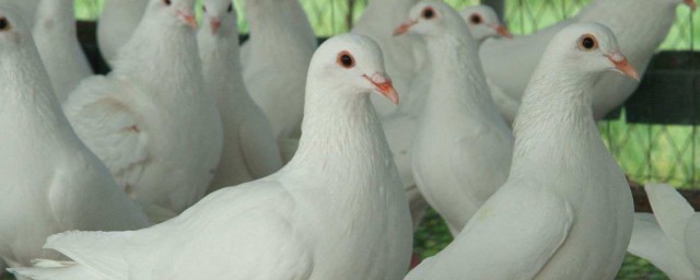 肉鴿養殖場 養殖的時候有什麼註意的