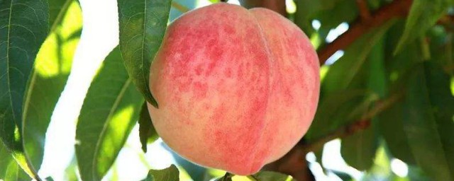 桃子一天吃幾個最好 你知道嗎