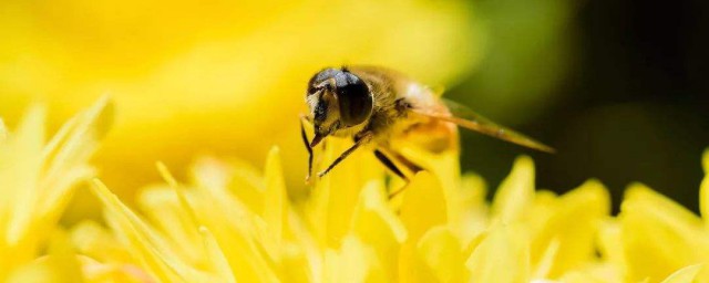小蜜蜂是什麼意思 原來它還有這個意思