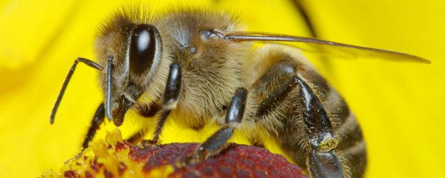 有關蜜蜂的資料 是怎麼介紹的