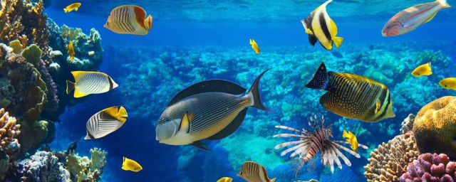 熱帶魚飼養 熱帶魚怎麼養