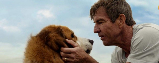 關於狗狗的感人電影 關於狗狗的感人電影介紹