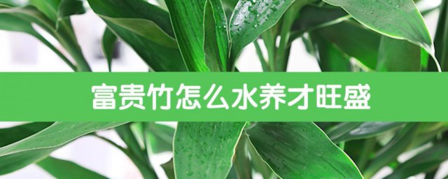 富貴竹水養方法 可以用陽光直射嗎