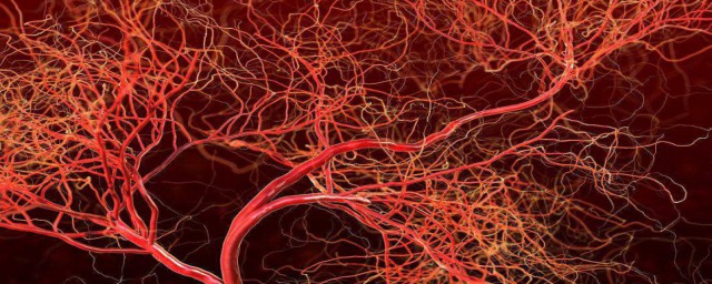 什麼叫做血管 血管是什麼