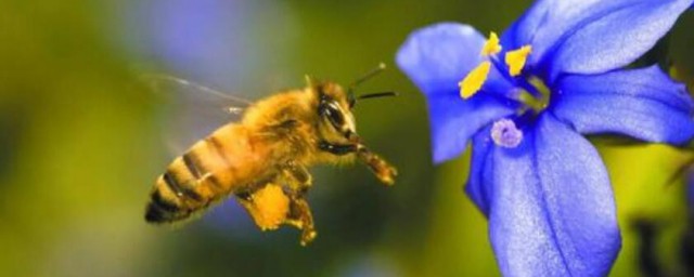 夢見被蜜蜂蜇是什麼意思 意味著什麼