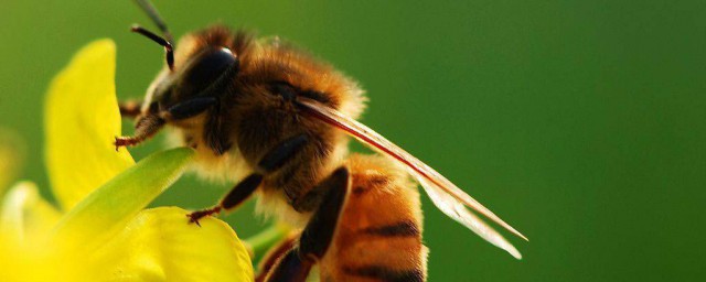 蜜蜂怎麼可以消滅 有什麼方法