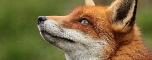 狐貍怎麼叫 叫聲有什麼特點
