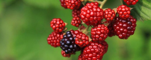 樹莓的功效與作用禁忌 樹莓有什麼營養
