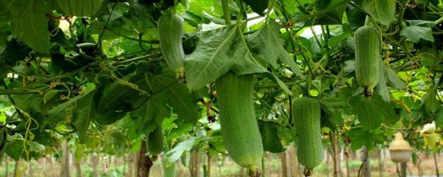 吃絲瓜的功效與作用 吃絲瓜的功效與作用簡述